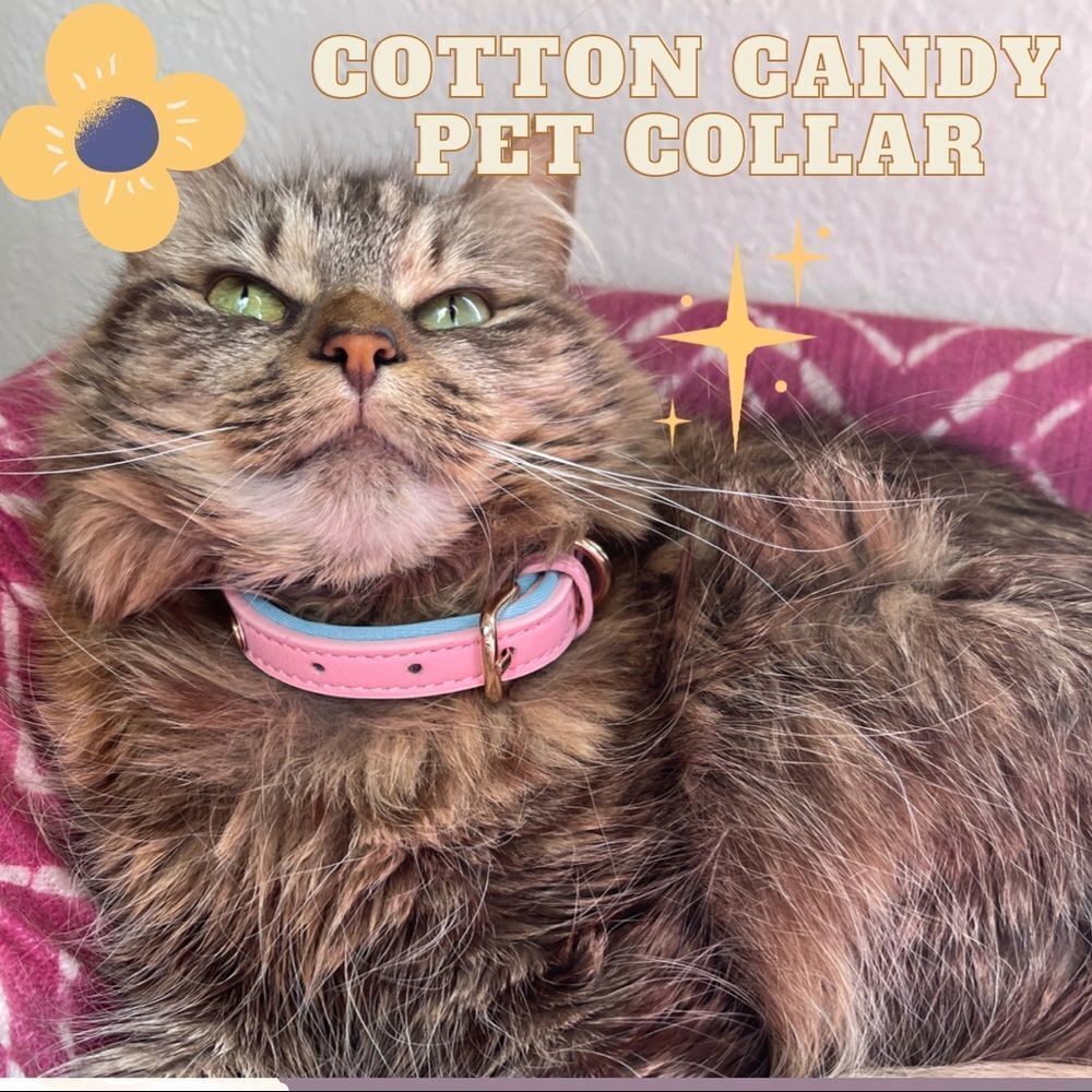 Cotton Candy Pet Collar